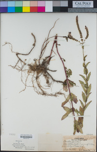 Mentha spicata image