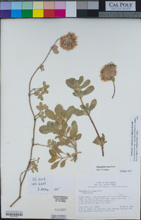 Monardella undulata image