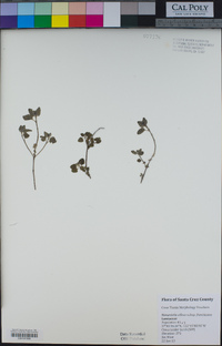 Monardella villosa subsp. franciscana image