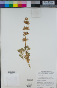 Lupinus microcarpus image