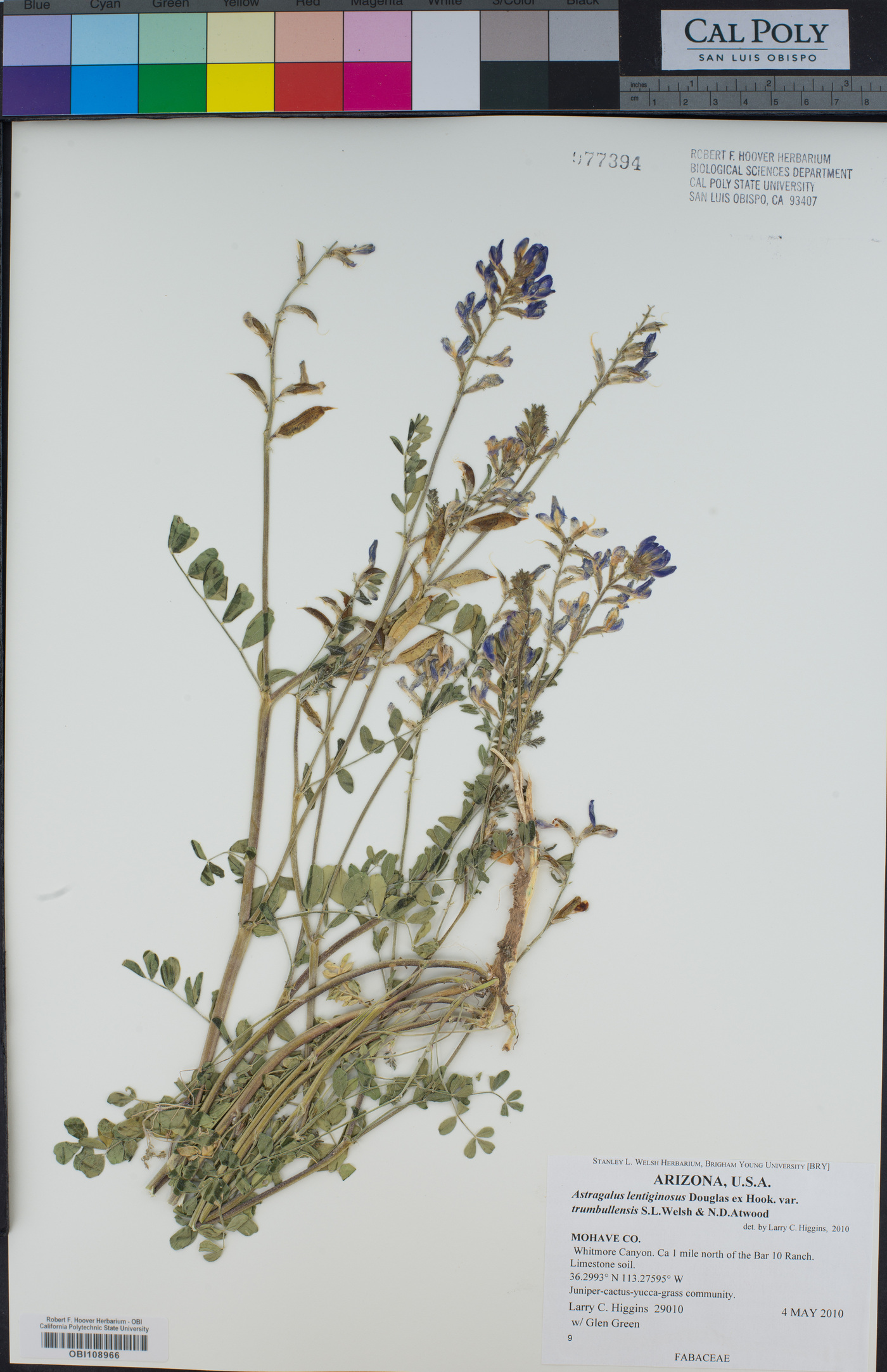 Astragalus lentiginosus var. trumbullensis image