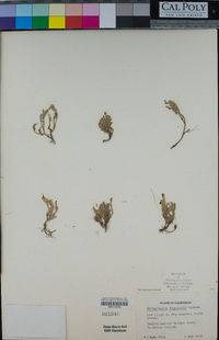 Selaginella bigelovii image