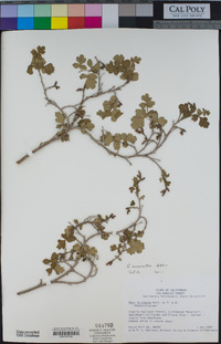 Rhus aromatica image