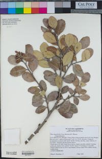 Rhus integrifolia image