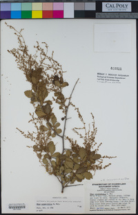 Searsia populifolia image