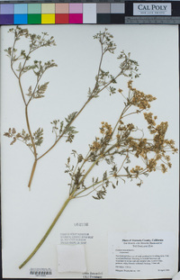 Conium maculatum image