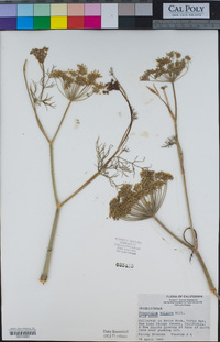 Foeniculum vulgare image