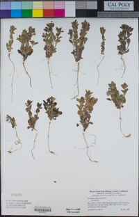 Scutellaria tuberosa image