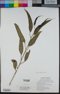 Eucalyptus globulus image