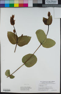 Eucalyptus kitsoniana image