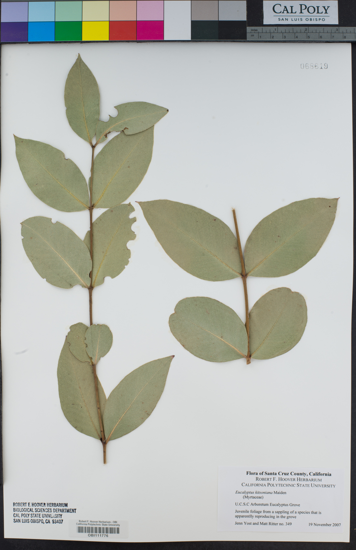 Eucalyptus kitsoniana image