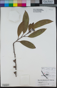 Eucalyptus pauciflora image