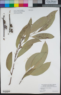 Eucalyptus pauciflora image