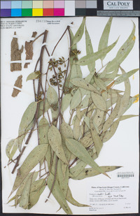 Eucalyptus rudis image