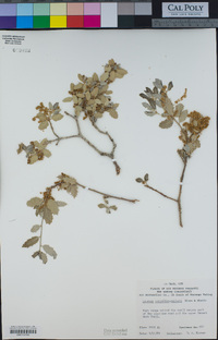 Quercus cornelius-mulleri image