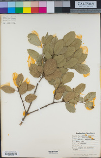 Quercus agrifolia image