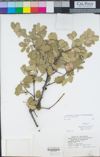 Quercus berberidifolia image