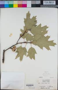 Quercus kelloggii image