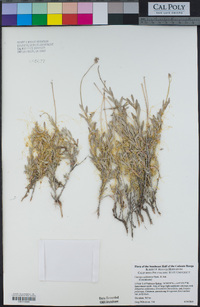 Cuscuta californica image