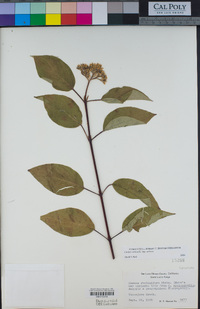 Cornus sericea subsp. sericea image