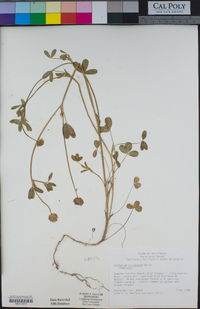 Trifolium ciliolatum image