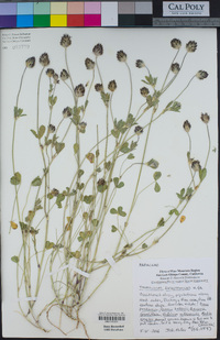 Trifolium dichotomum image