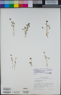 Trifolium depauperatum var. truncatum image