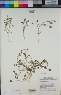 Trifolium depauperatum image