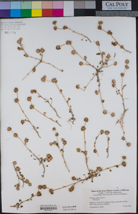 Trifolium glomeratum image