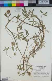 Trifolium obtusiflorum image