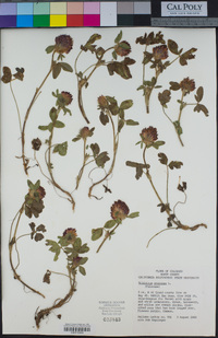 Trifolium pratense image