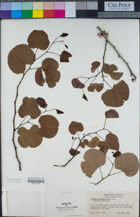 Cercis occidentalis image