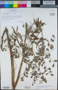 Hosackia crassifolia var. crassifolia image