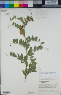 Lathyrus vestitus var. vestitus image