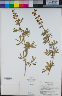 Lupinus andersonii image