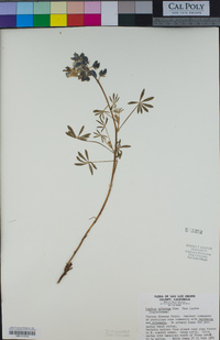 Lupinus arboreus image