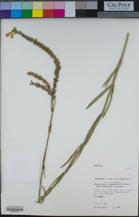 Image of Physostegia angustifolia