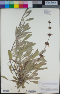 Salvia sonomensis image