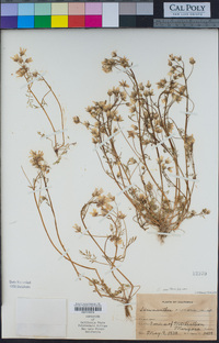 Limnanthes montana image