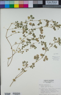 Medicago polymorpha image