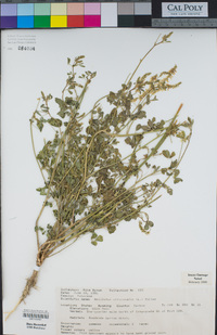 Melilotus officinalis image