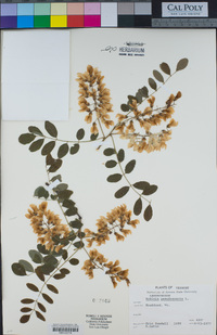 Robinia pseudoacacia image