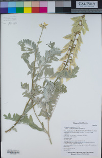 Astragalus oxyphysus image