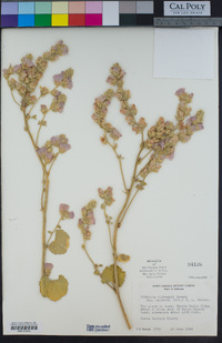 Sidalcea hickmanii subsp. parishii image