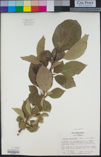 Image of Cudrania tricuspidata