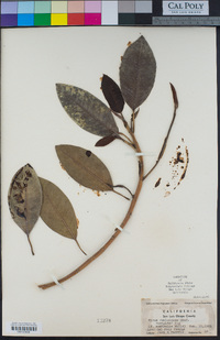 Ficus rubiginosa image