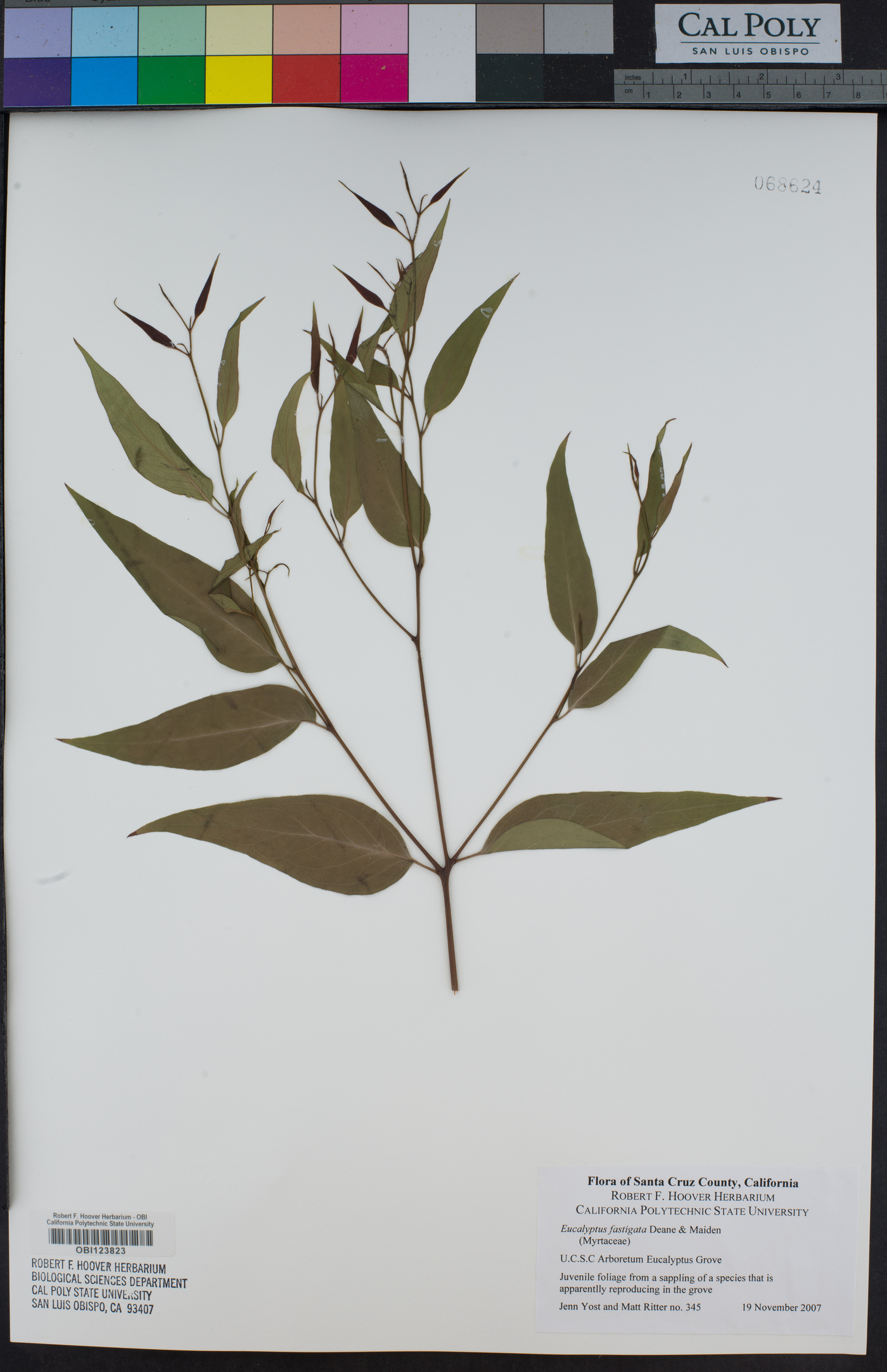 Eucalyptus fastigata image