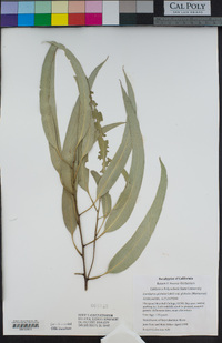 Eucalyptus globulus image