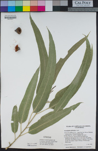 Eucalyptus globulus image