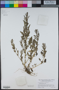 Chenopodium macrospermum image